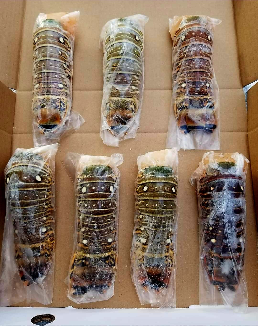 Queues de de langoustes (7) 10 a 12 onces